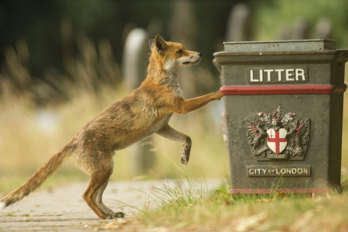 renards rues londres