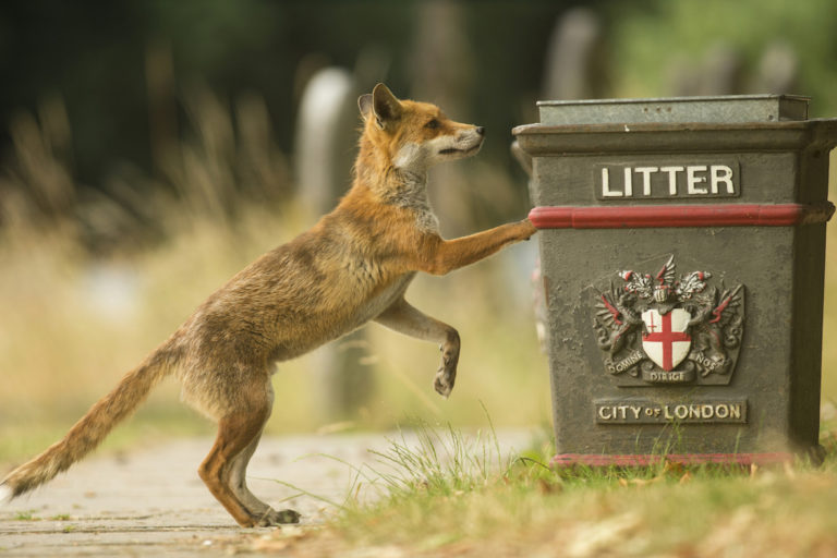 renards rues londres
