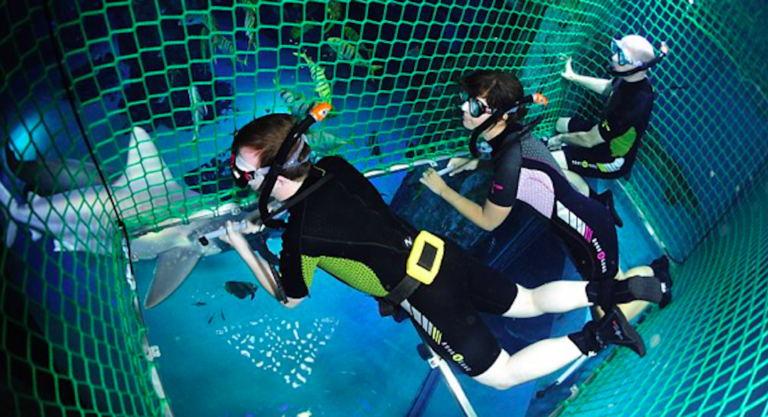 requins aquarium londres
