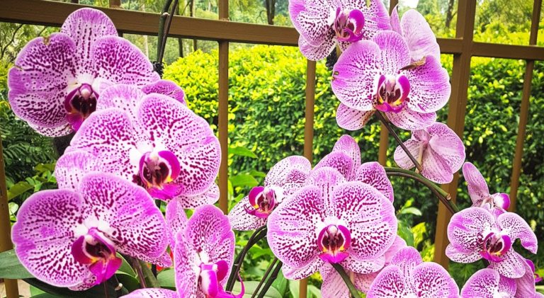 Kew Orchids Festival Londres