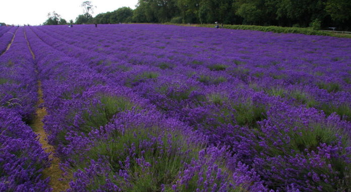 Voir un champs de Lavande a une heure de Londres