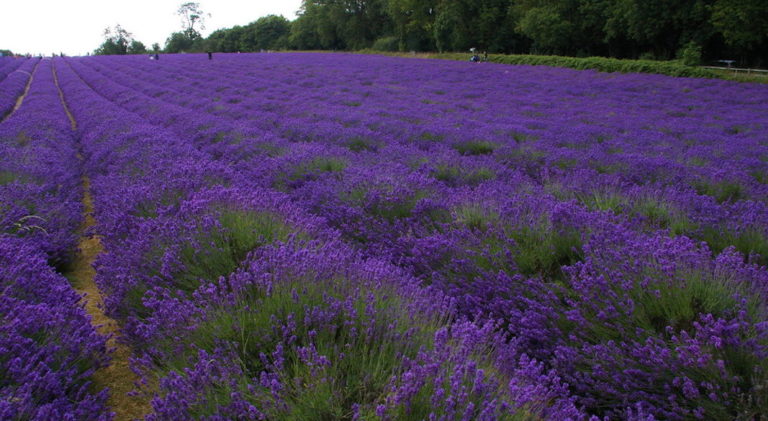 Voir un champs de Lavande a une heure de Londres