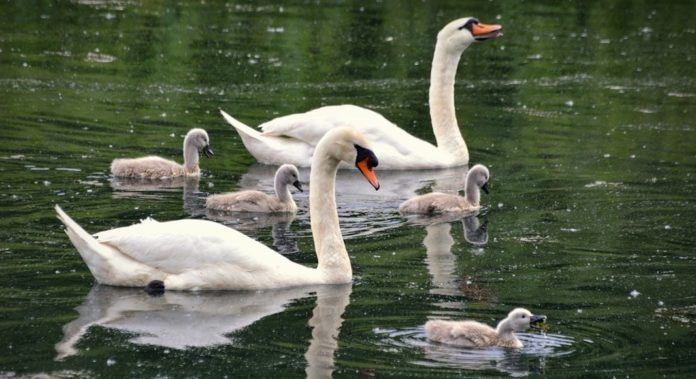 9 lois etranges toujours en vigueur au royaume-uni
