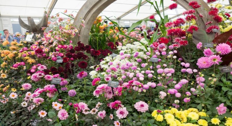 Les sens en fête lors de la plus grande exposition florale du monde à Hampton Court Palace