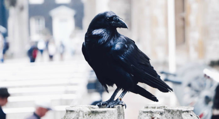 Traditions corbeau