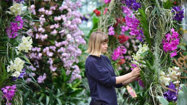 Kew Orchid Festival londres