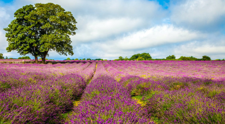 Mayfield Lavender Farm