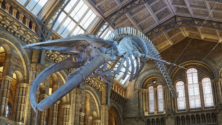 natural history museum