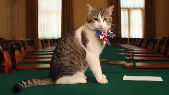 Larry_Chief_Mouser