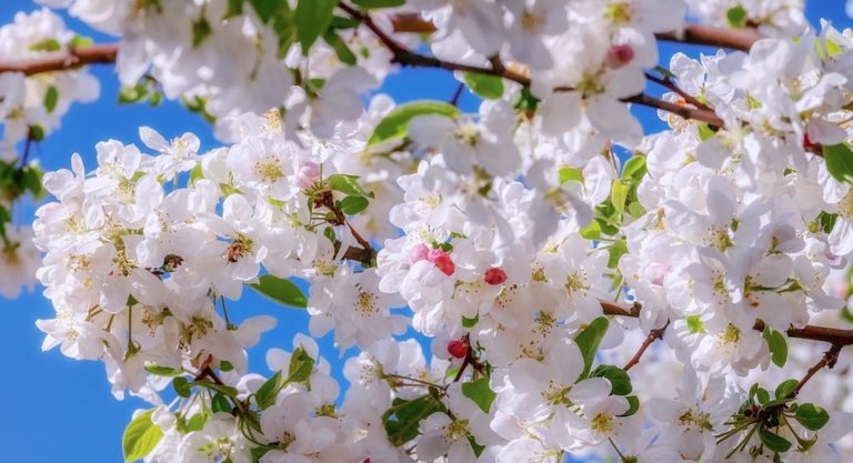 Blossom tree