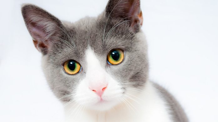 chat, chien, Brexit