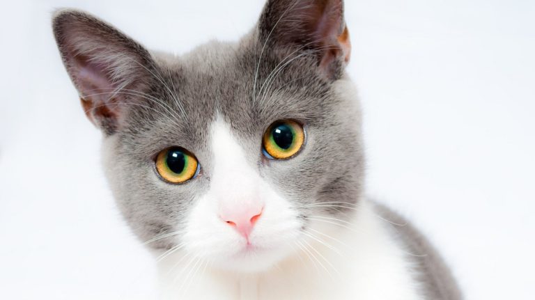 chat, chien, Brexit