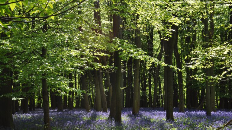 Ashridge Estate