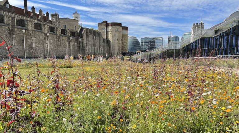 superbloom londres