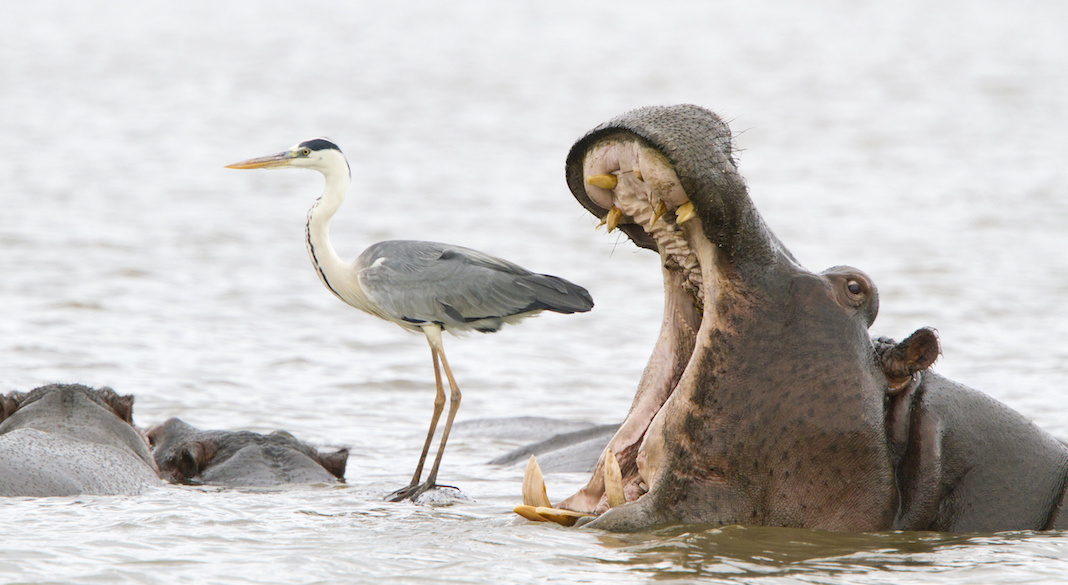 Jean-Jacques-Alcalay-comedy-wildlife-photo-awards