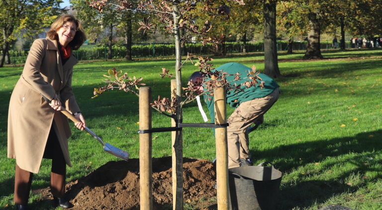 plantation chene ambassadrice france reine