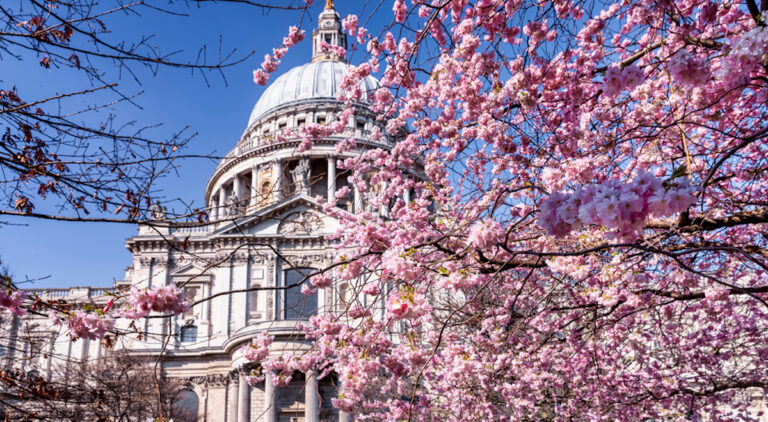 cherry-blossom-londres