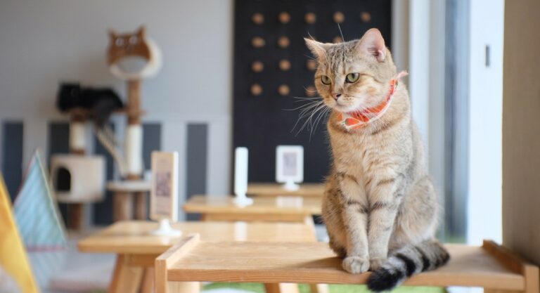 cafe animaux londres