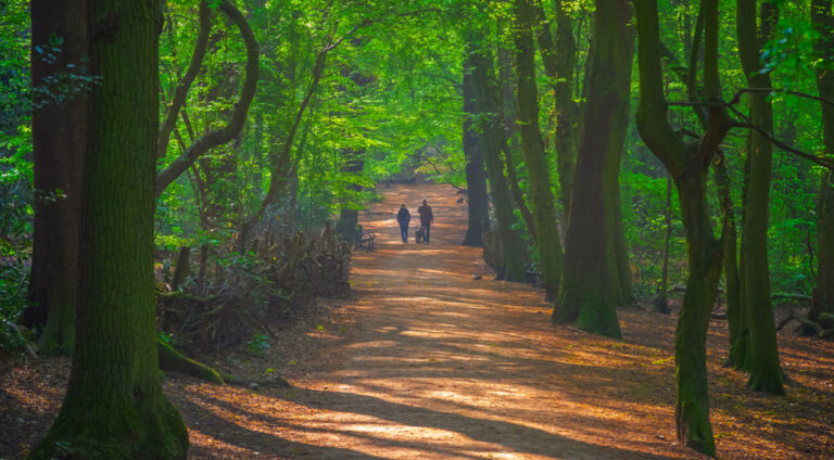 forets-bois-balade-londres