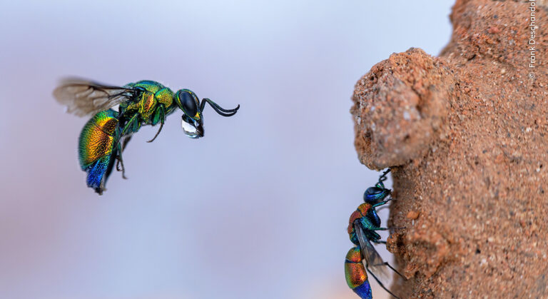 ©Frank Deschandol, Wildlife Photographer of the Year