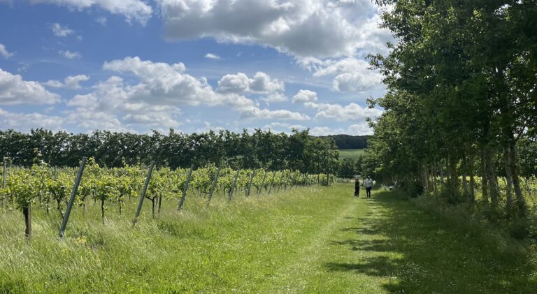 Balade dans un vignoble et découverte d’un château : deux visites à faire pour une journée dans l’Essex