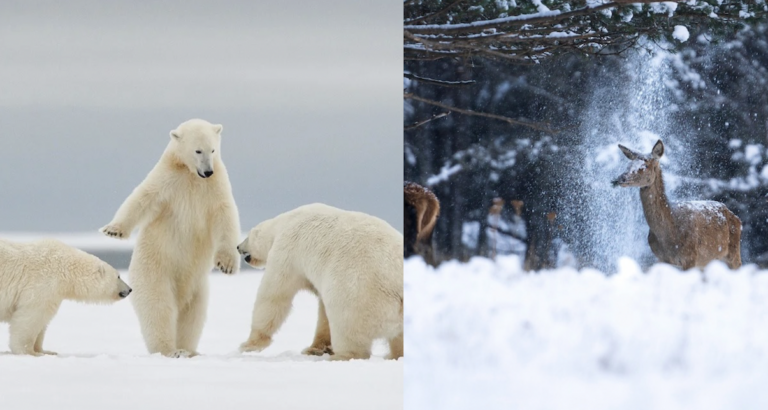 Corentin Revel et Philippe Ricordel, finalistes des Comedy Wildlife Photography Awards 