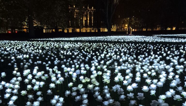 L’Ever After Garden : 30,000 roses blanches illuminées pour soutenir la lutte contre le cancer